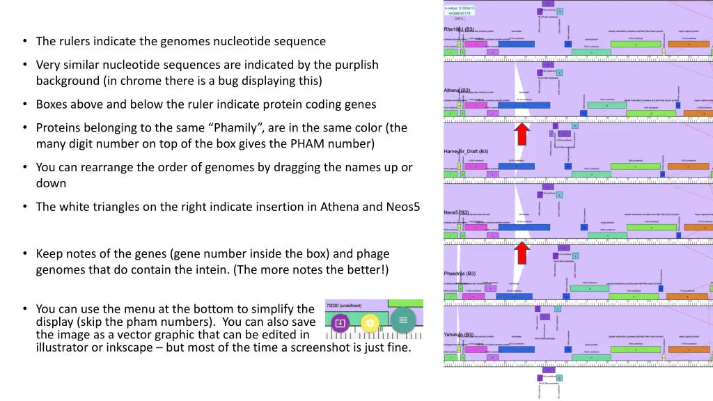 the rulers indicate the genomes nucleotide