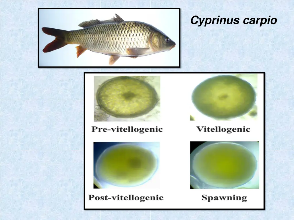 cyprinus carpio