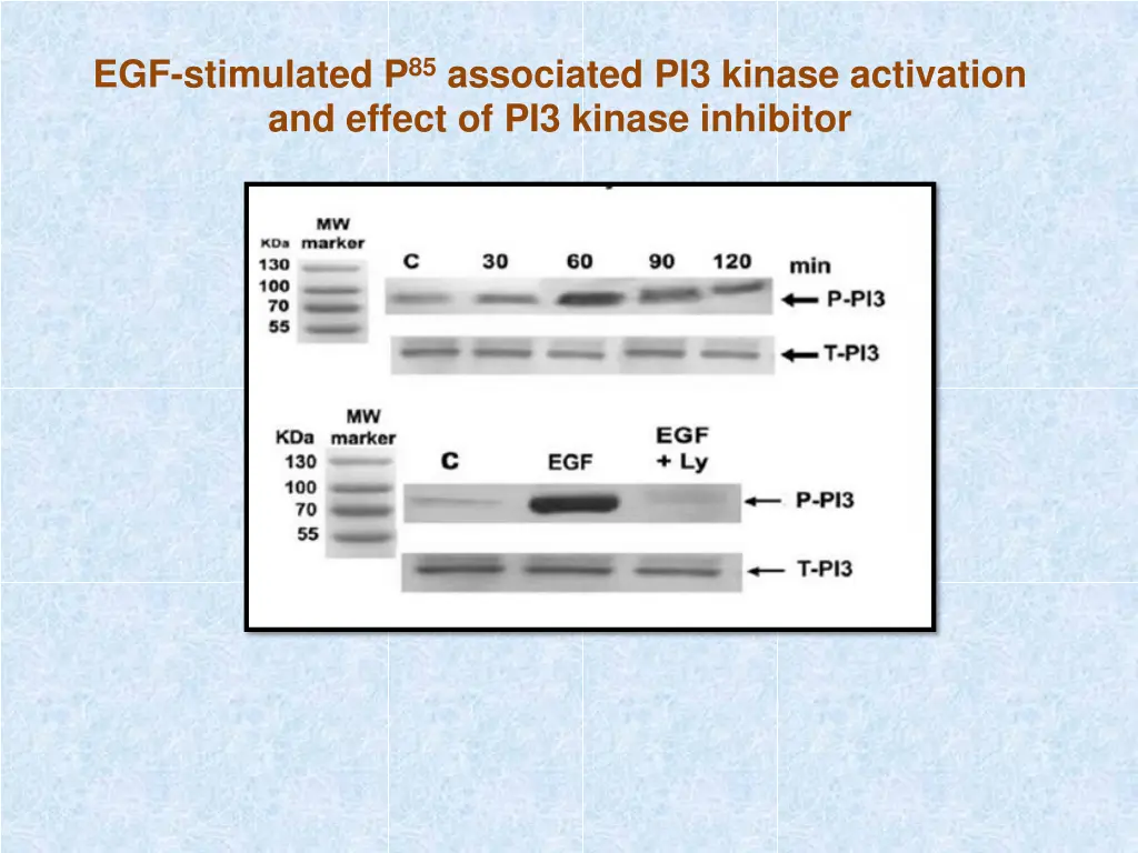 egf stimulated p 85 associated pi3 kinase