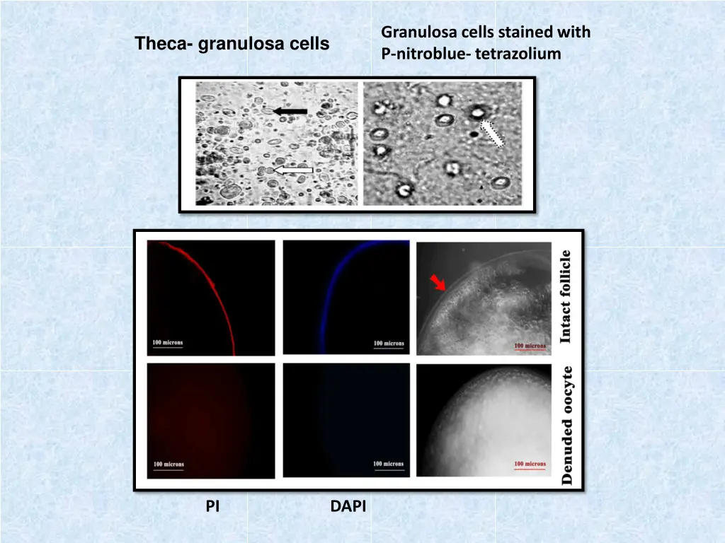 granulosa cells stained with p nitroblue