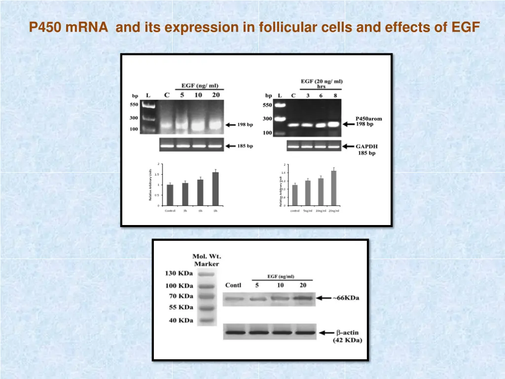 p450 mrna and its expression in follicular cells
