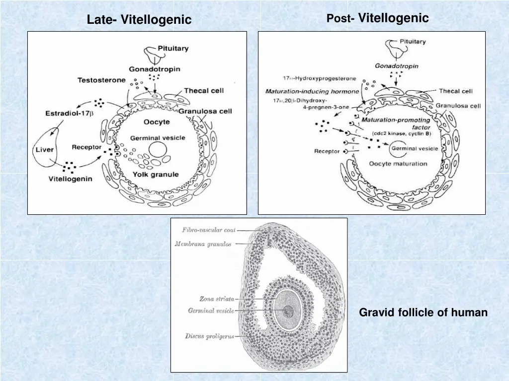 post vitellogenic