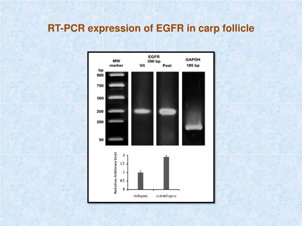 rt pcr expression of egfr in carp follicle