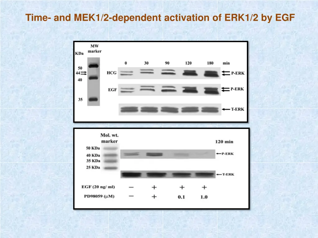 time and mek1 2 dependent activation of erk1