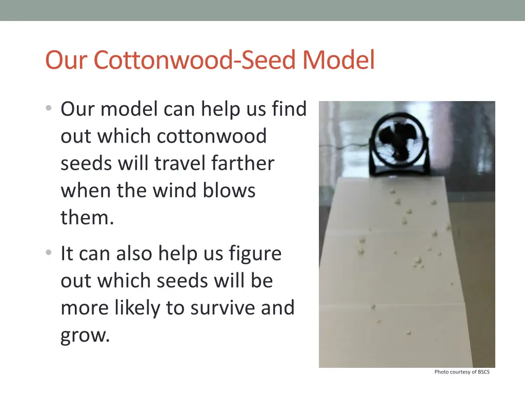 our cottonwood seed model 2
