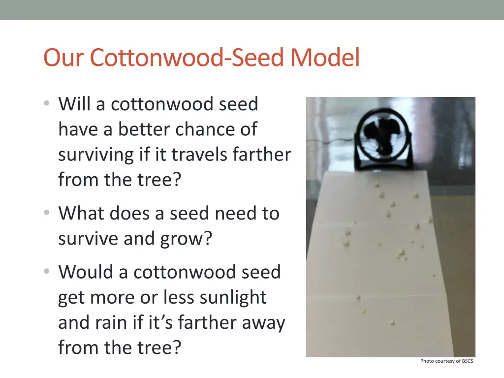 our cottonwood seed model 3