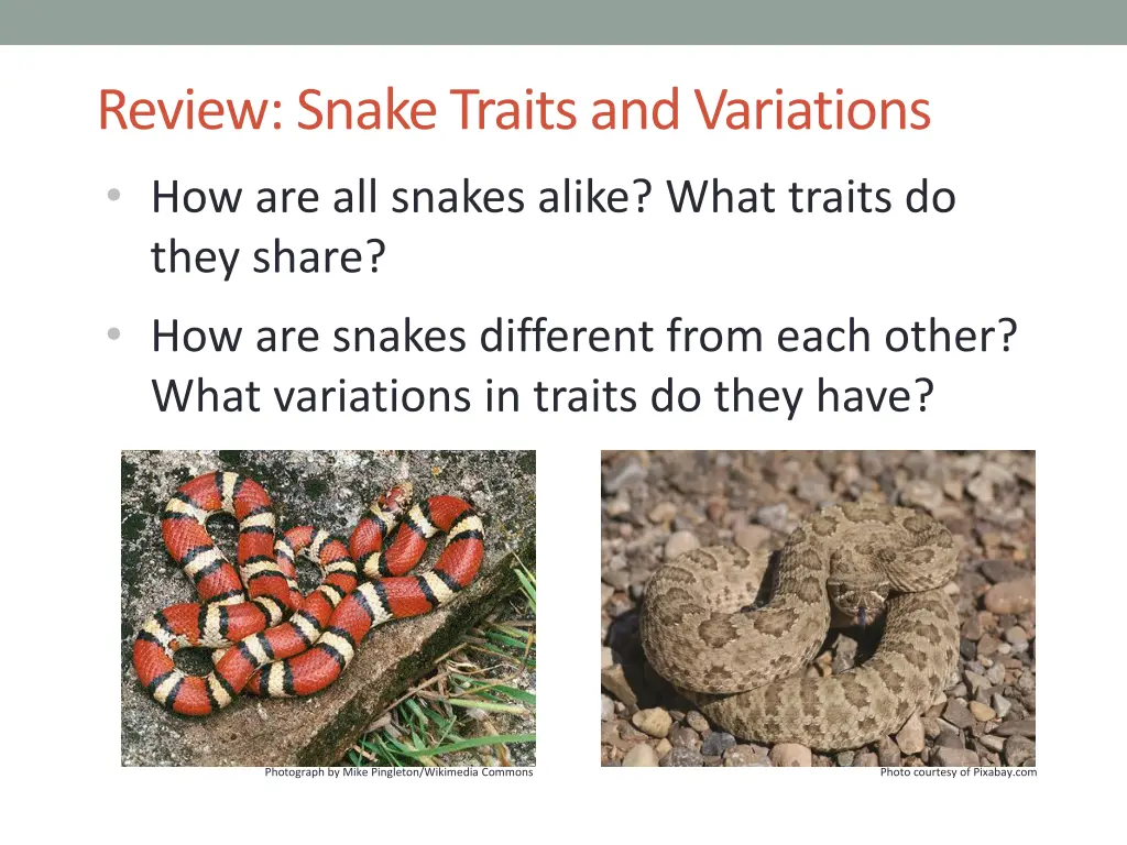 review snake traits and variations