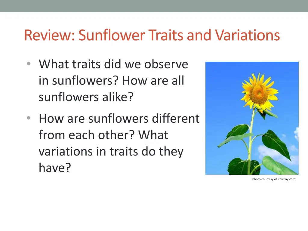 review sunflower traits and variations