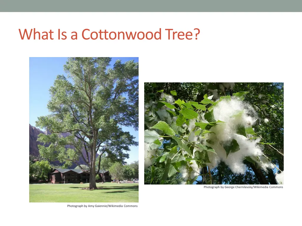 what is a cottonwood tree