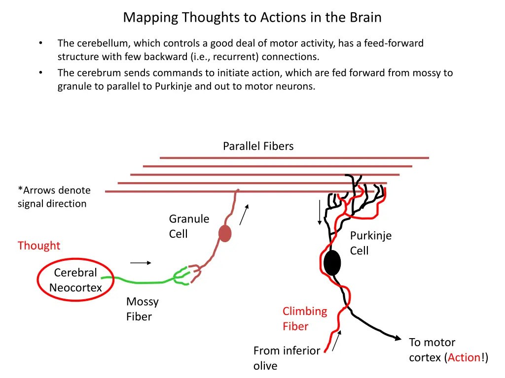 mapping thoughts to actions in the brain