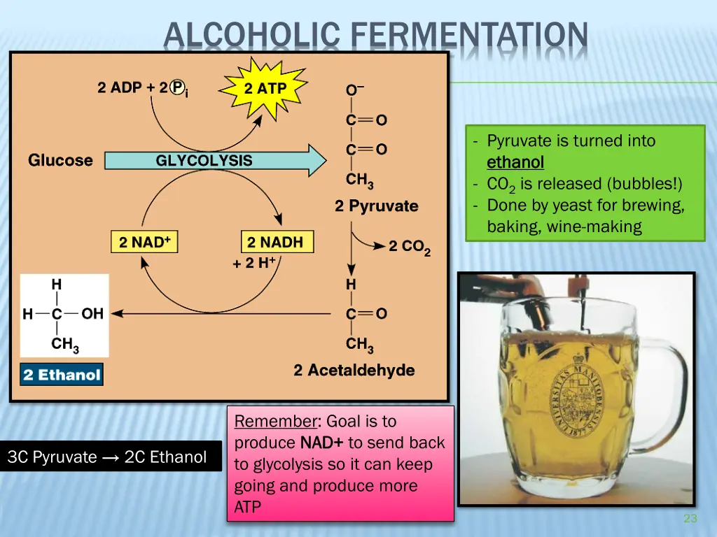 alcoholic fermentation