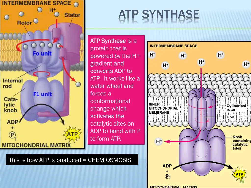 atp synthase