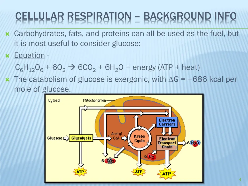 cellular respiration background info