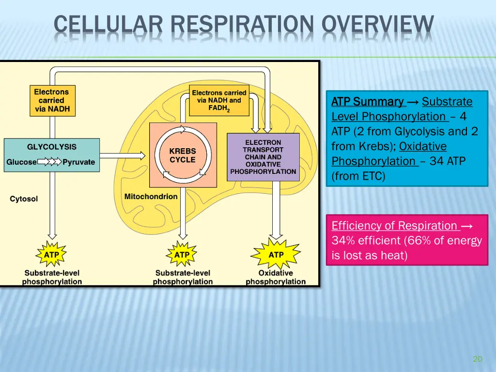 cellular respiration overview