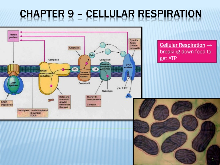chapter 9 cellular respiration