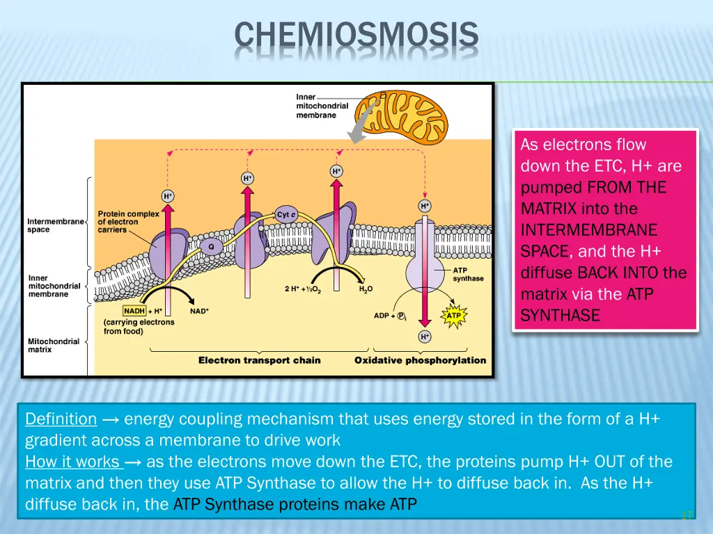 chemiosmosis