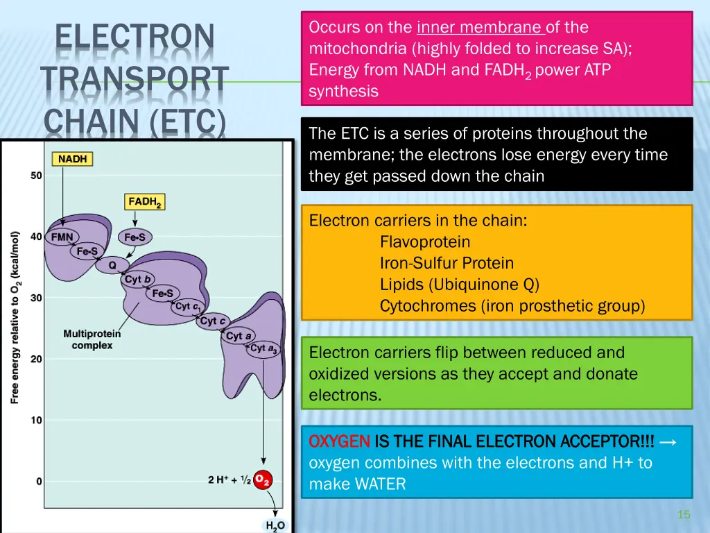 electron transport chain etc