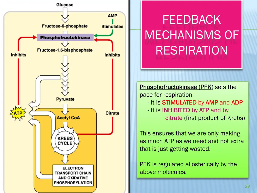 feedback mechanisms of respiration