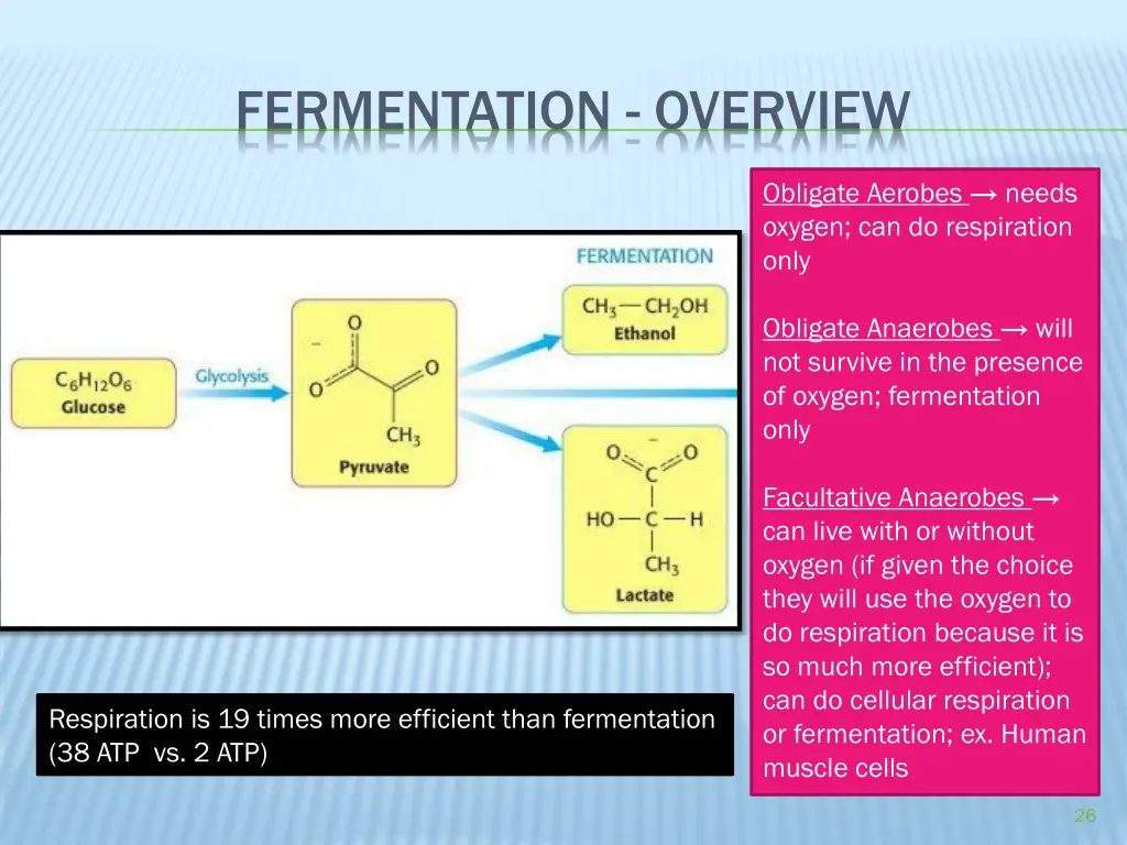 fermentation overview