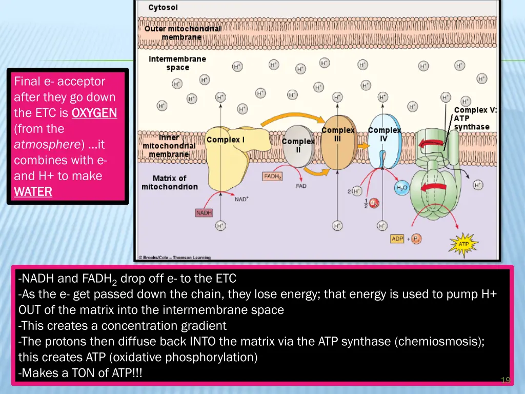 final e acceptor after they go down