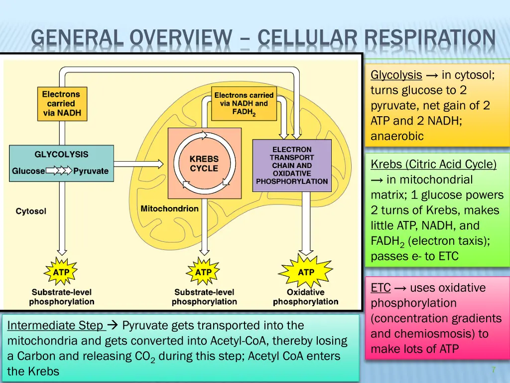 general overview cellular respiration