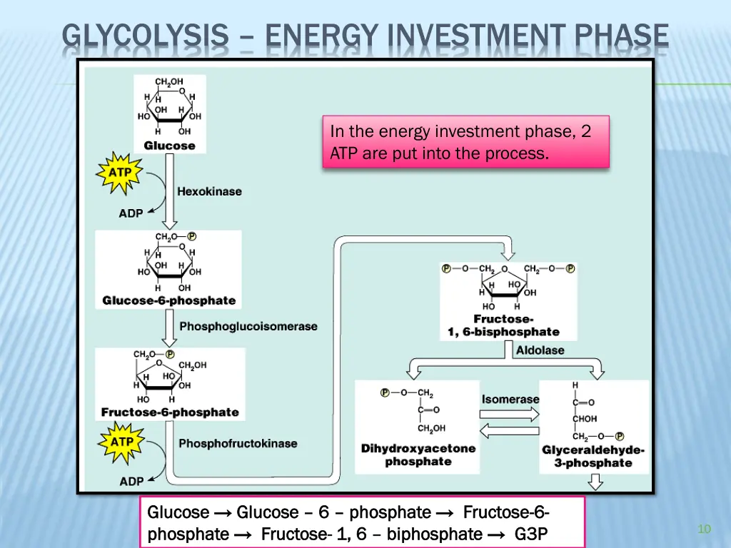 glycolysis energy investment phase