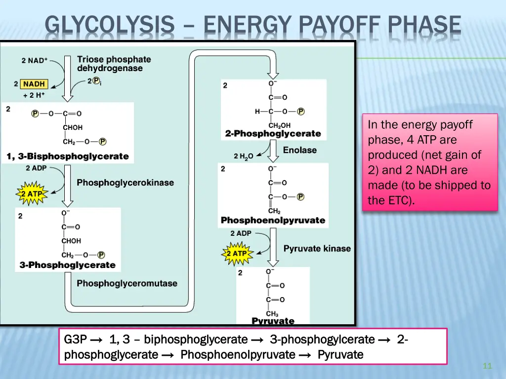 glycolysis energy payoff phase