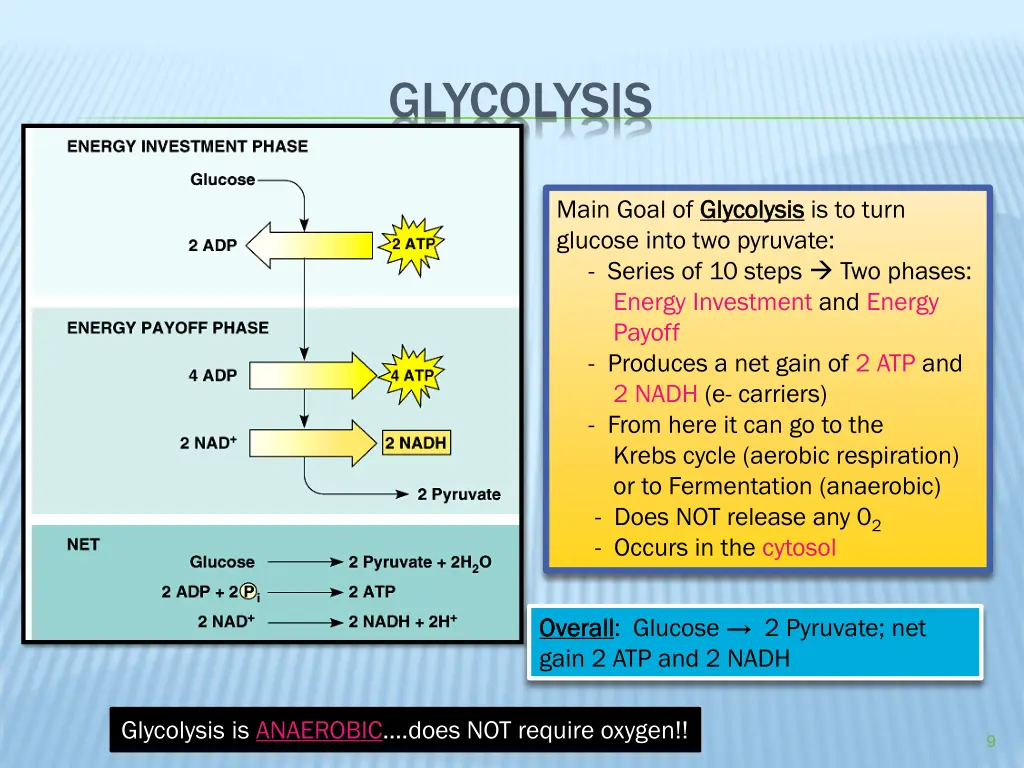 glycolysis