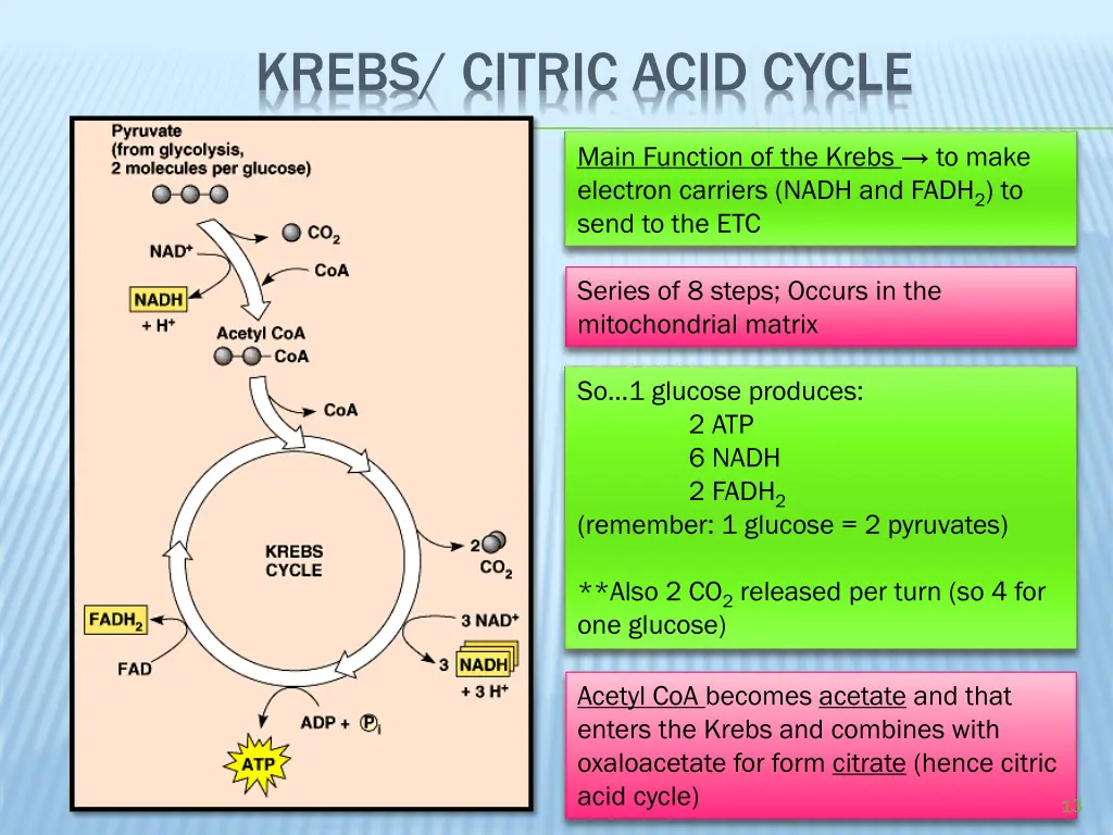 krebs citric acid cycle
