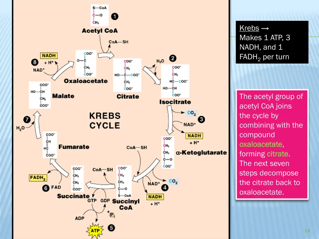krebs makes 1 atp 3 nadh and 1 fadh 2 per turn