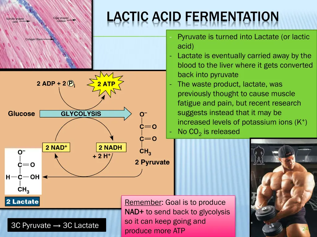 lactic acid fermentation
