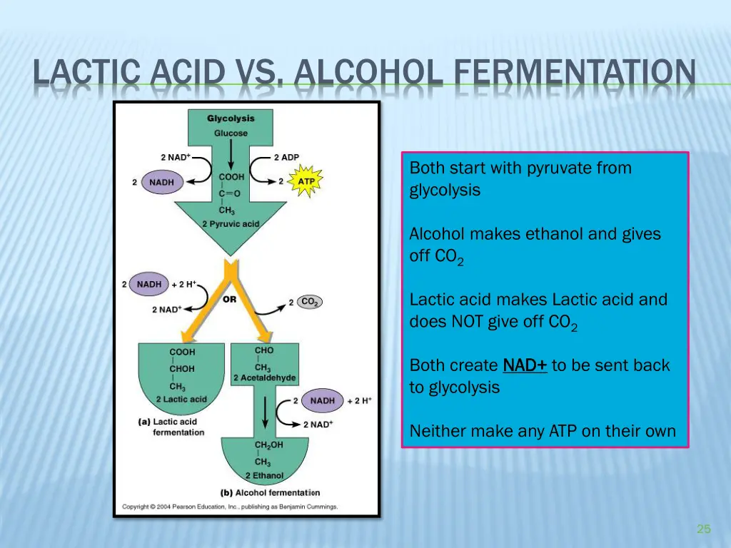 lactic acid vs alcohol fermentation