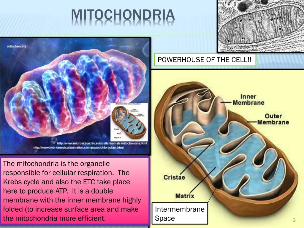 mitochondria