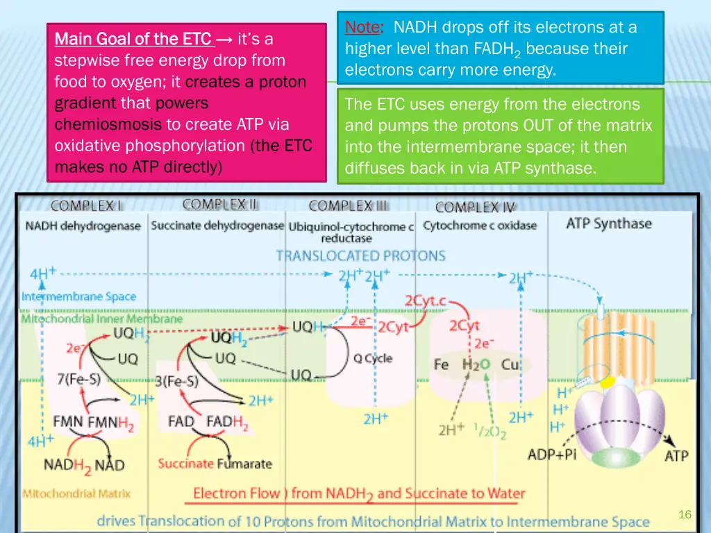 note nadh drops off its electrons at a higher