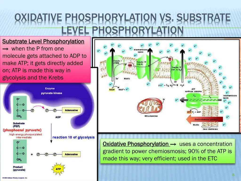 oxidative phosphorylation vs substrate level