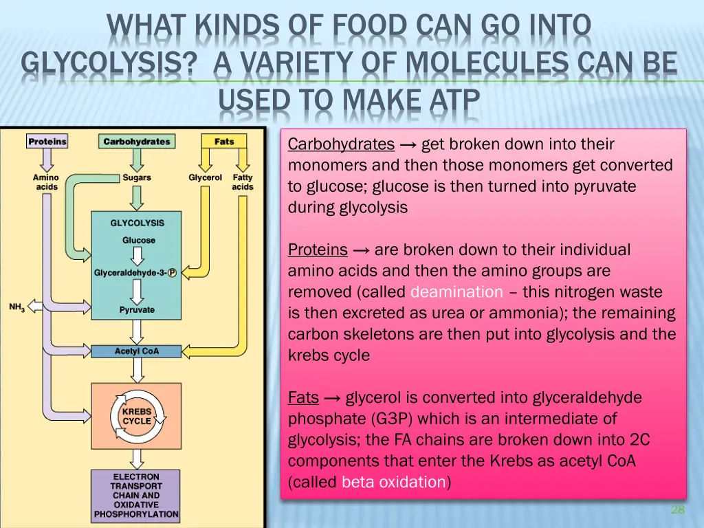 what kinds of food can go into glycolysis