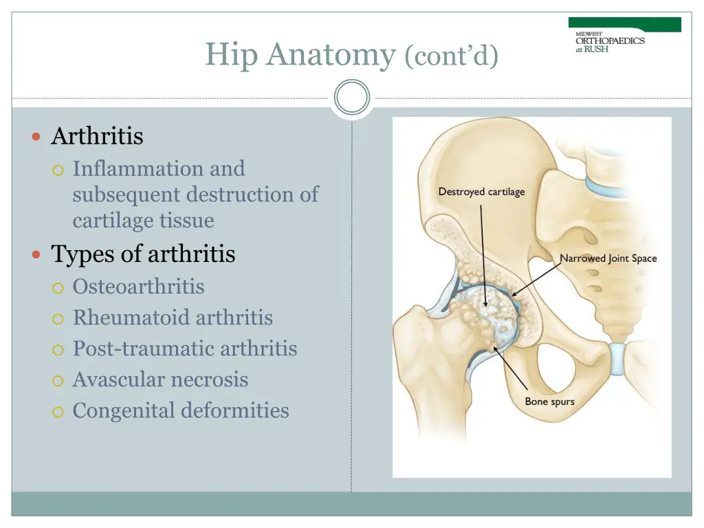 hip anatomy cont d