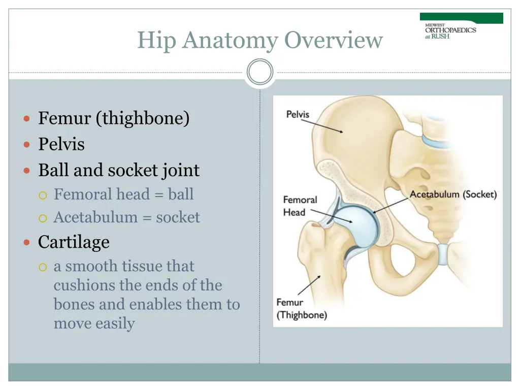 hip anatomy overview