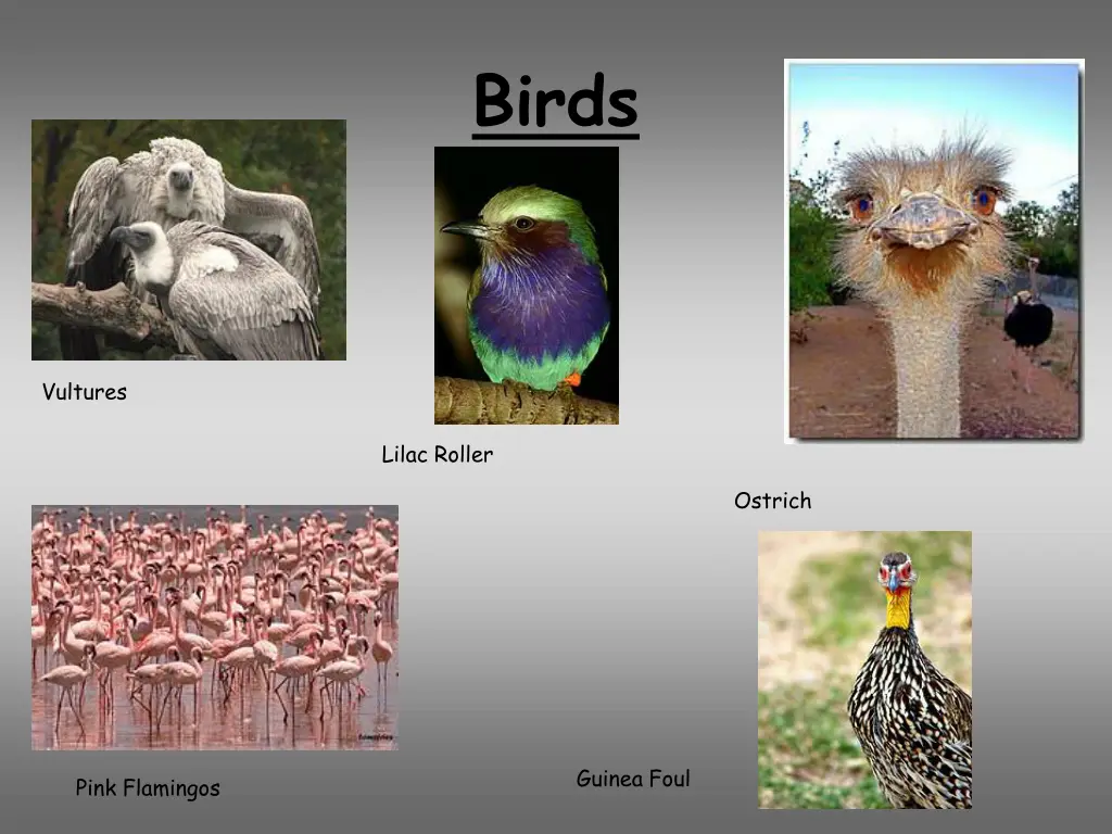 birds
