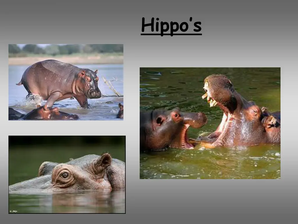 hippo s