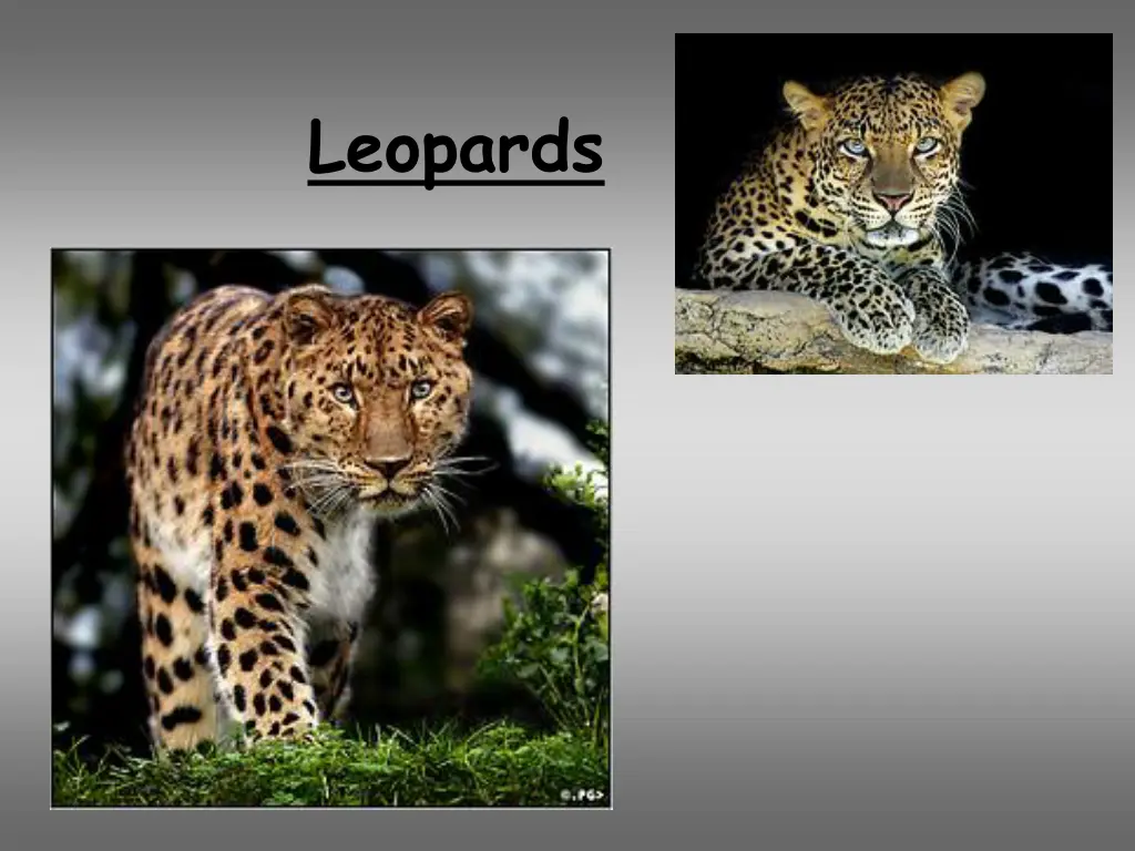 leopard panthera pardus by tropicaliving busy