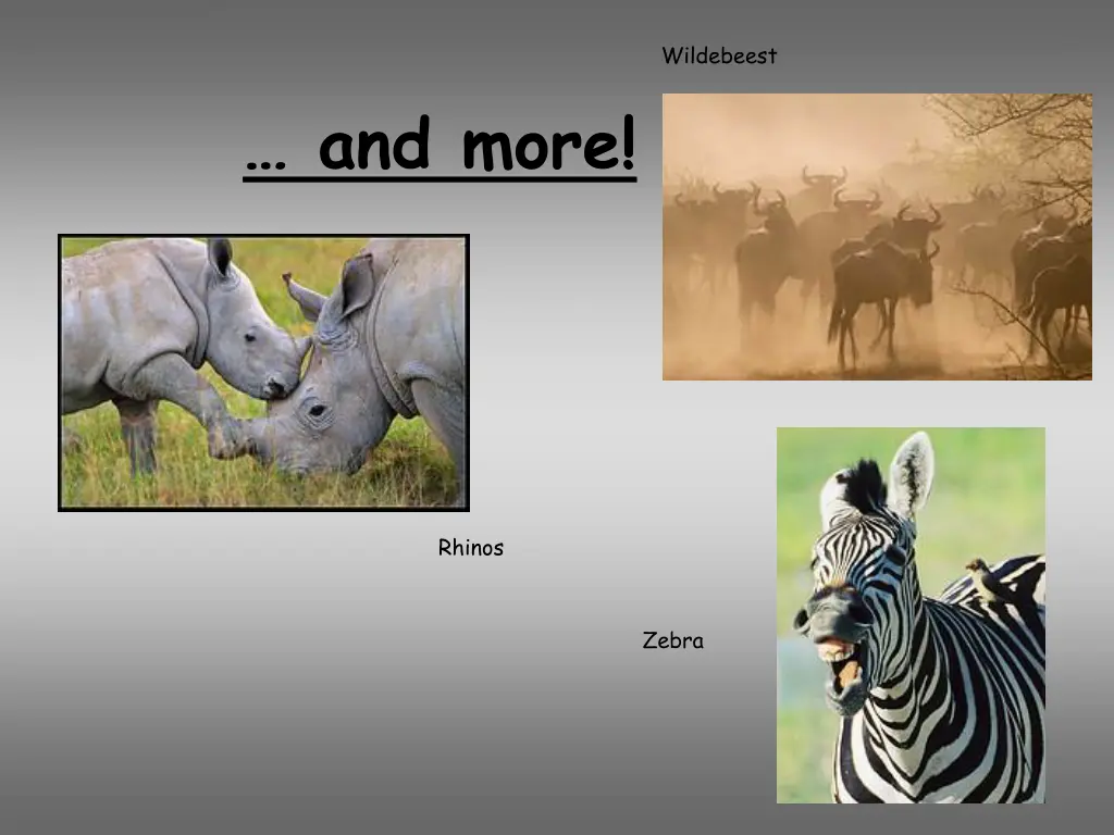 wildebeest