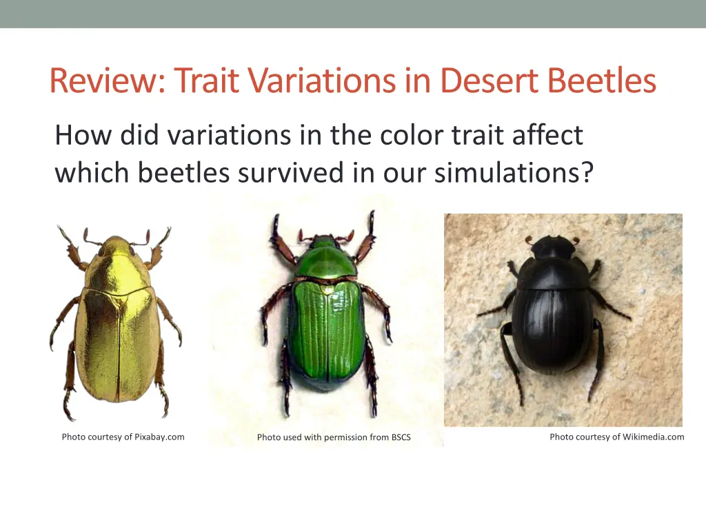 review trait variations in desert beetles