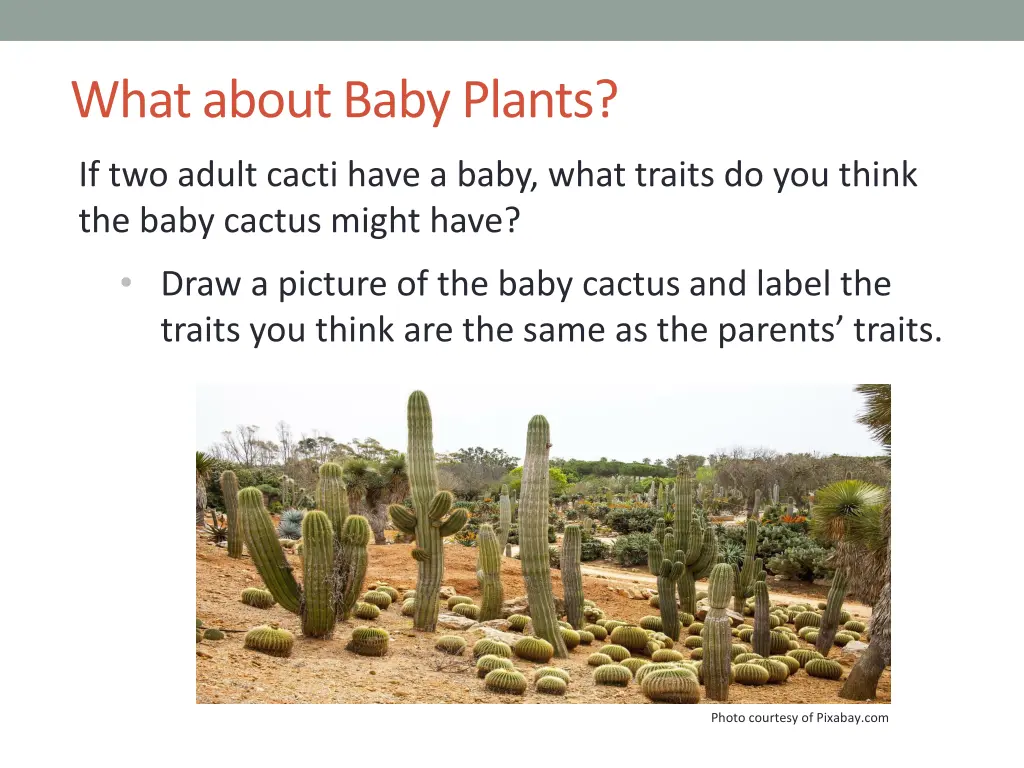 what about baby plants
