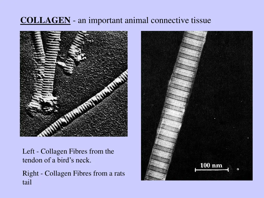 collagen an important animal connective tissue
