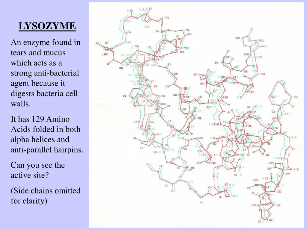 lysozyme