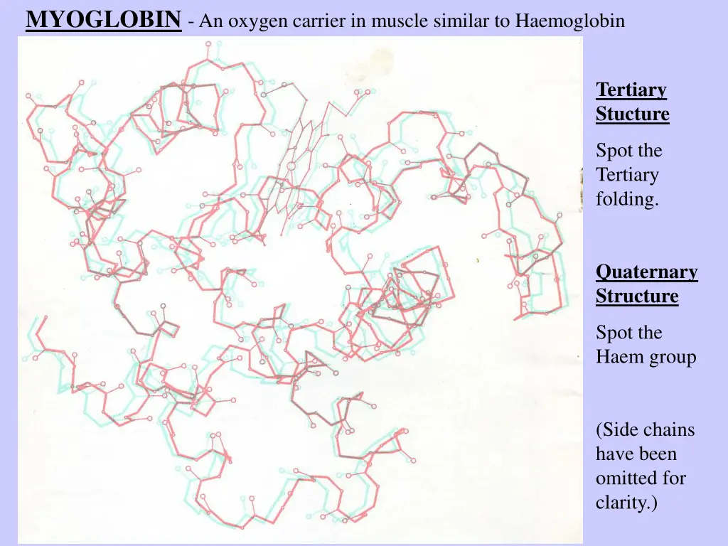 myoglobin an oxygen carrier in muscle similar