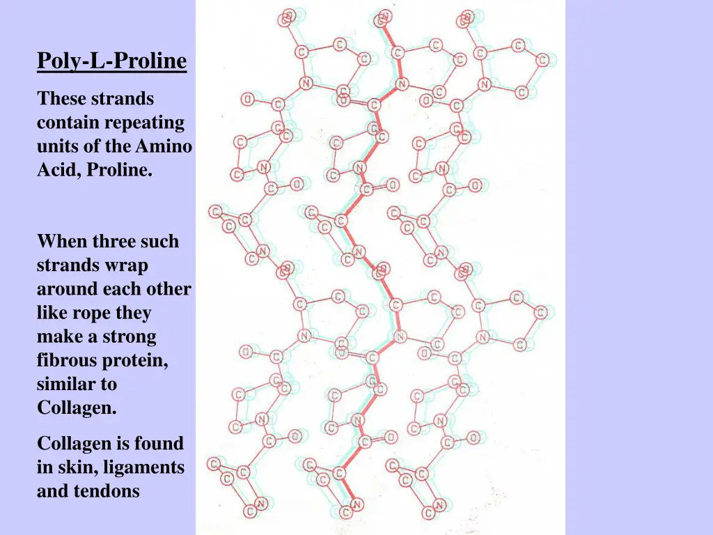 poly l proline