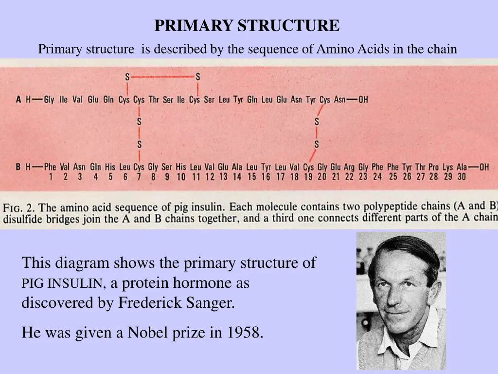 primary structure