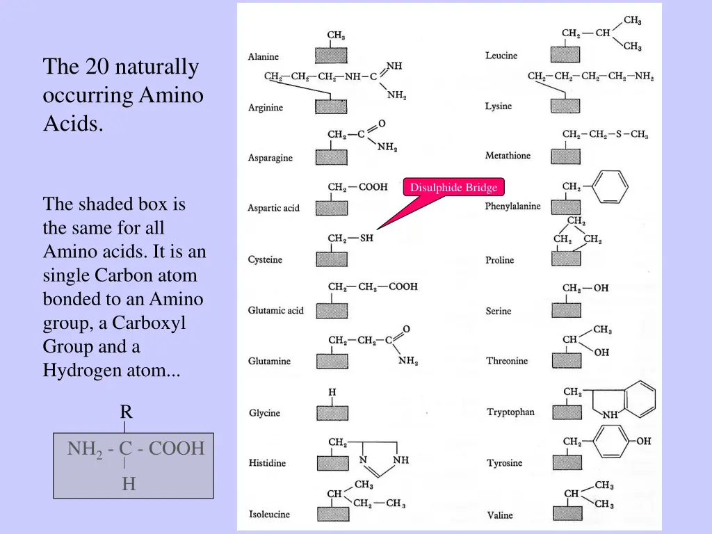 the 20 naturally occurring amino acids